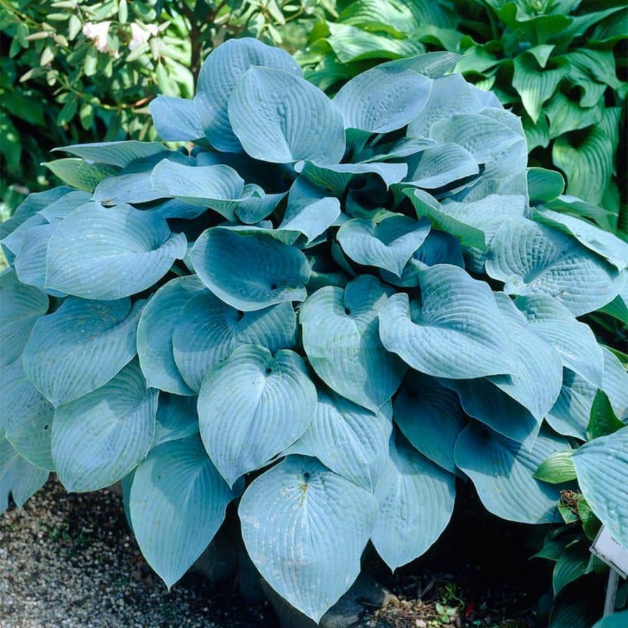 * Van Zyverden Hosta Sieboldiana Elegans Bulbs (3-Pack)