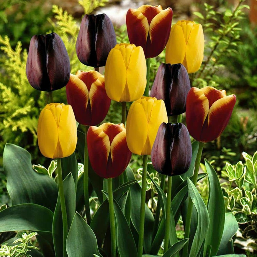 * Van Zyverden Tulips Bulbs Gavota Blend (Set Of 15)