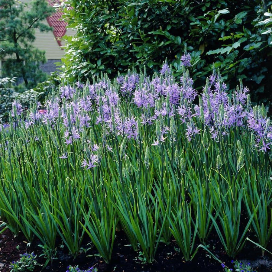 * Van Zyverden Camassia Quamash Set Of 25 Bulbs