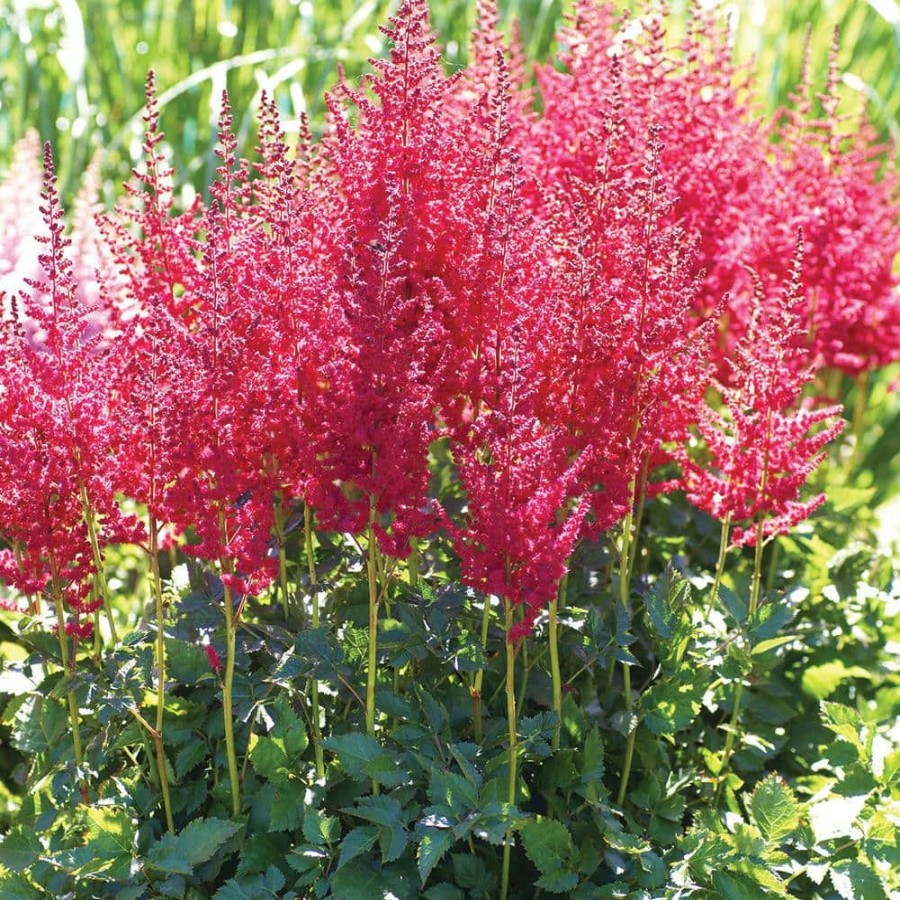 * Van Zyverden Astilbe Top Choice Cake Mixture Bulbs (5-Pack)