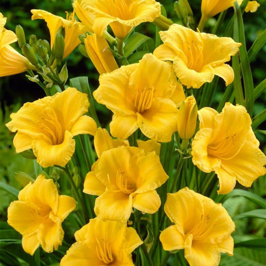 * Van Zyverden Daylily Stella D'Oro Roots (5-Pack)