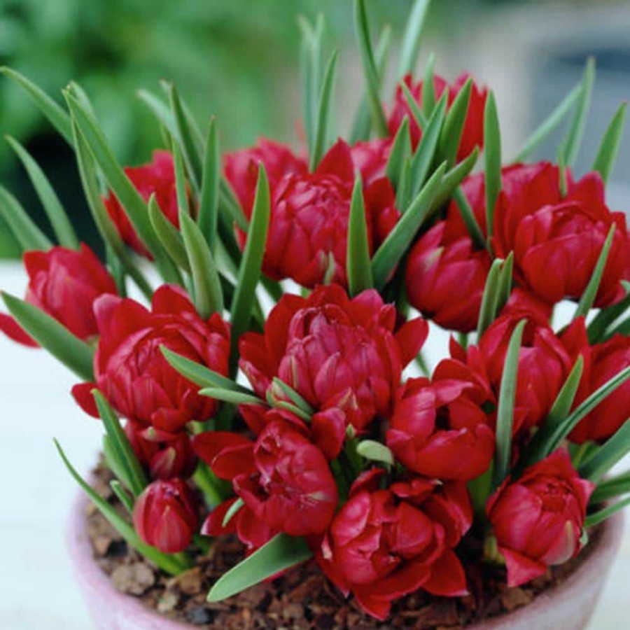 * Van Zyverden Red Small Talk Crocus Lookalikes Bulbs (12-Pack)