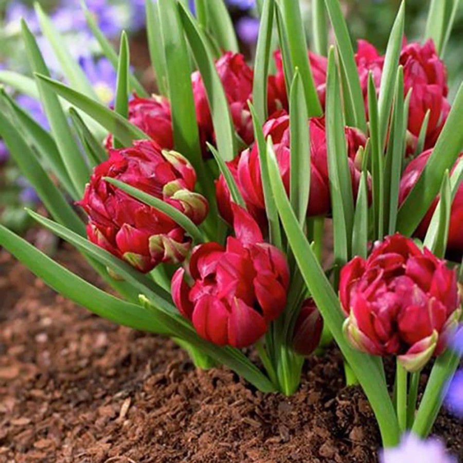 * Van Zyverden Red Small Talk Crocus Lookalikes Bulbs (12-Pack)