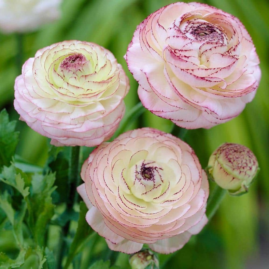 * Van Zyverden Butter Cups Bulbs Ranunculus Cappuccino (Set Of 12)