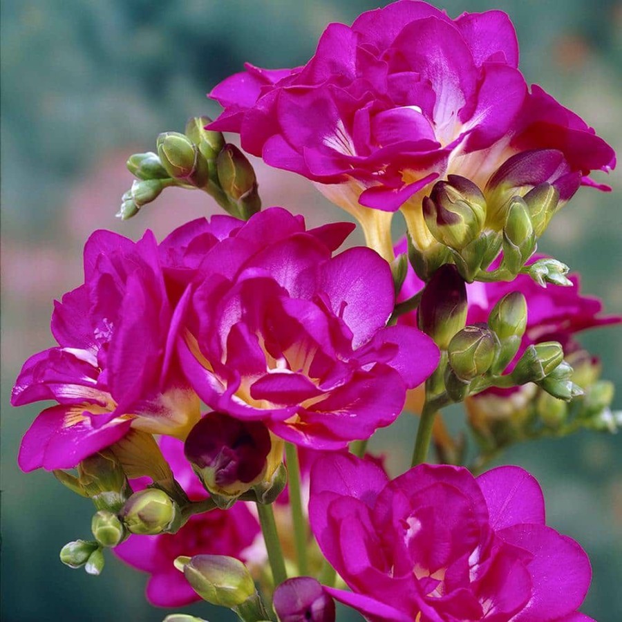 * Van Zyverden Freesias Bulbs Purple Rain (Set Of 25)
