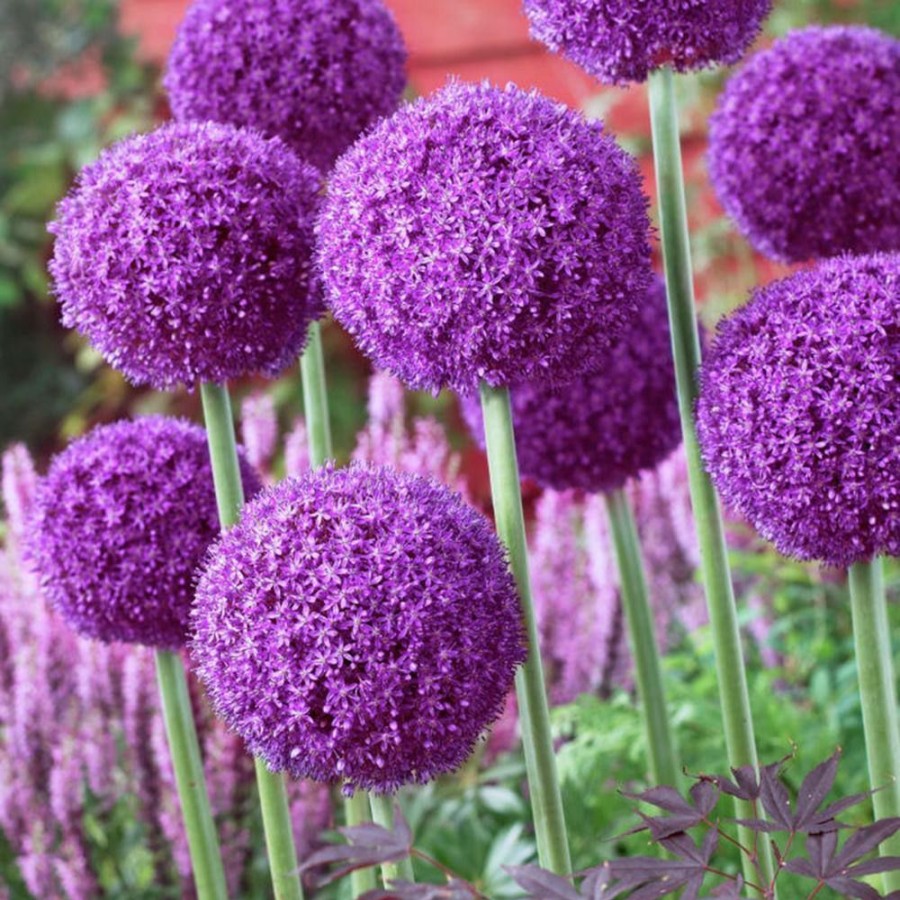 * Van Zyverden Giant Allium Ambassador Set Of 5 Mammoth Bulb