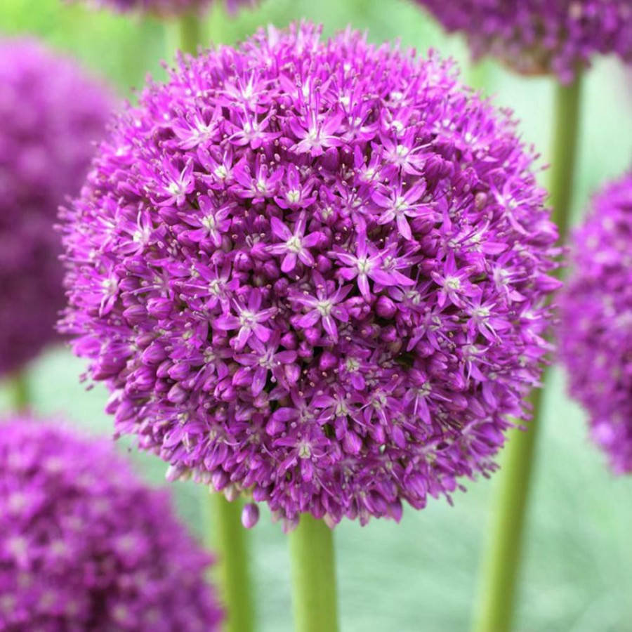 * Van Zyverden Giant Allium Ambassador Set Of 5 Mammoth Bulb