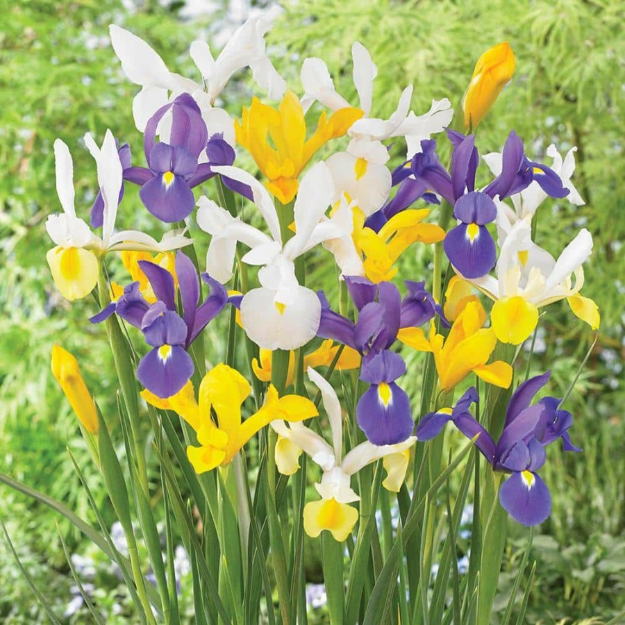 * Van Zyverden Dutch Iris Mixed Set Of 100 Bulbs