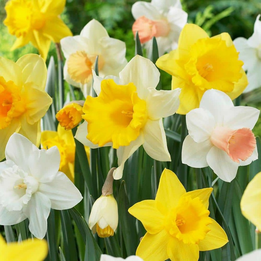 * Van Zyverden Daffodils Bulbs Naturalizing Dream Mixture (Set Of 25)