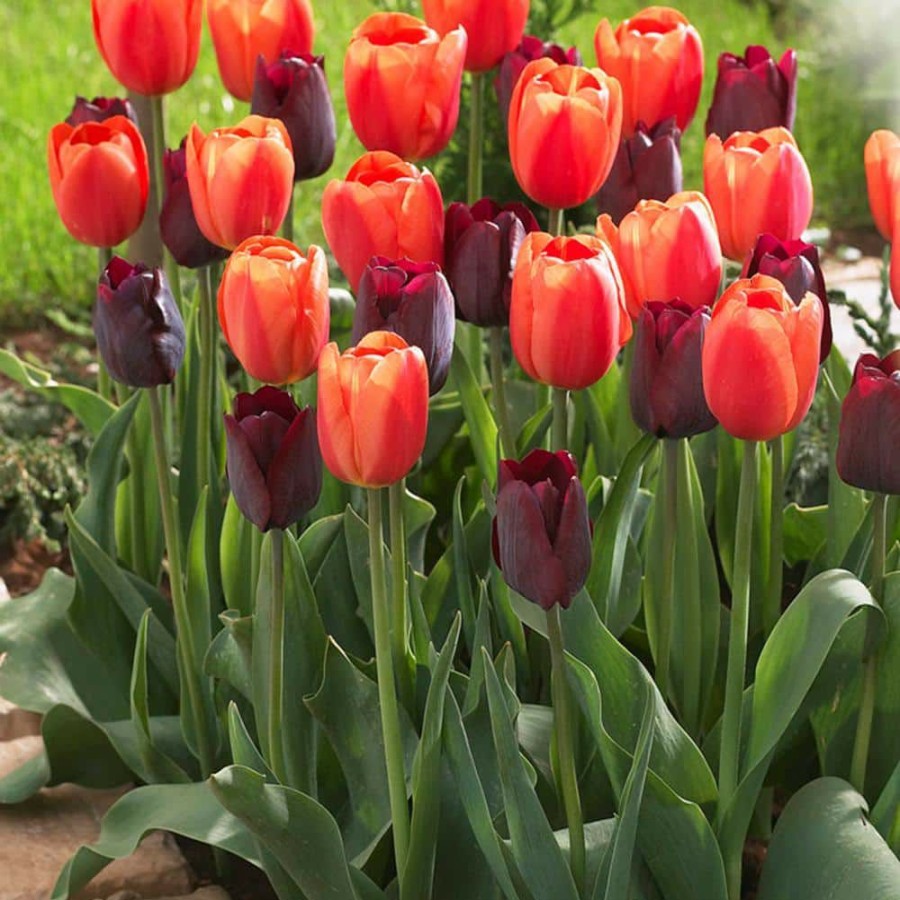 * Van Zyverden Tulips Ronaldo Blend Bulbs (Set Of 15)