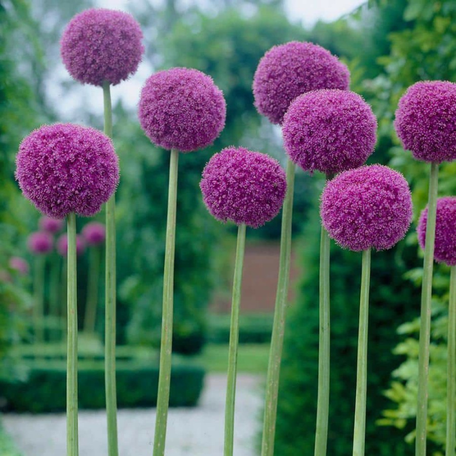 * Van Zyverden Allium Giganteum Bulbs