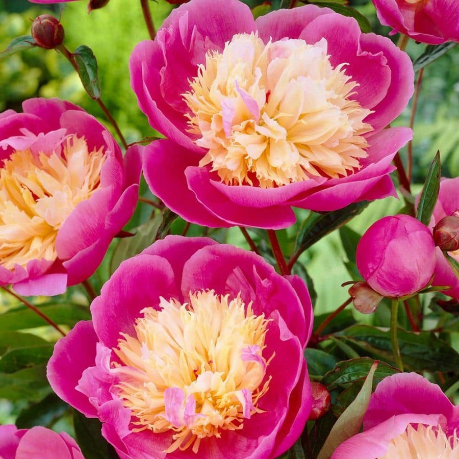 * Van Zyverden Peonies Bulbs Bowl Of Beauty (Set Of 3 Roots)