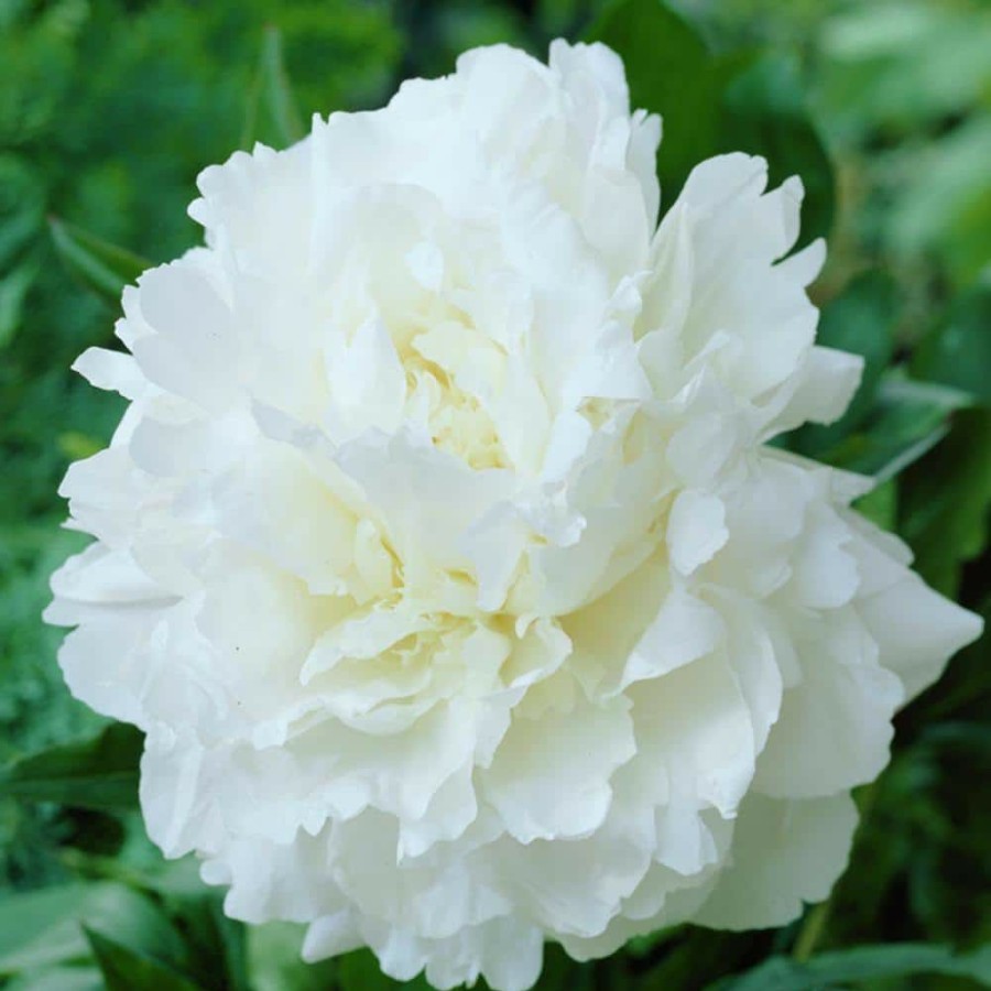 * Van Zyverden Peonies Mother'S Choice Set Of 3 Roots