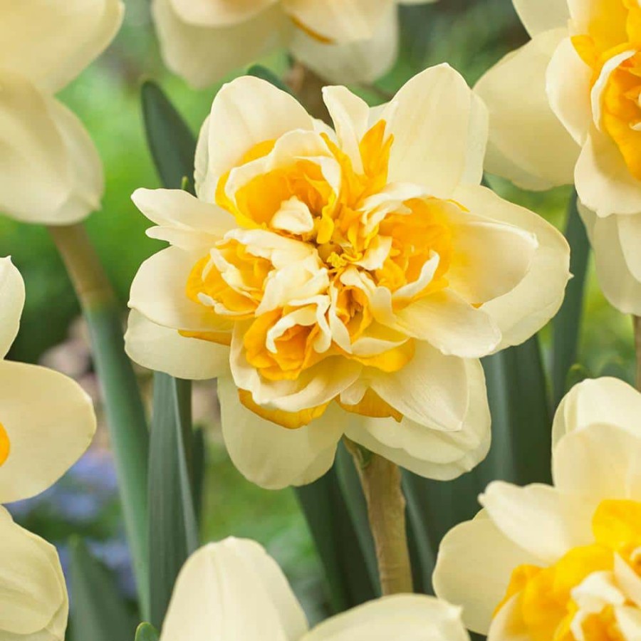 * Van Zyverden Daffodils Bulbs Peach Cobbler (Set Of 12)