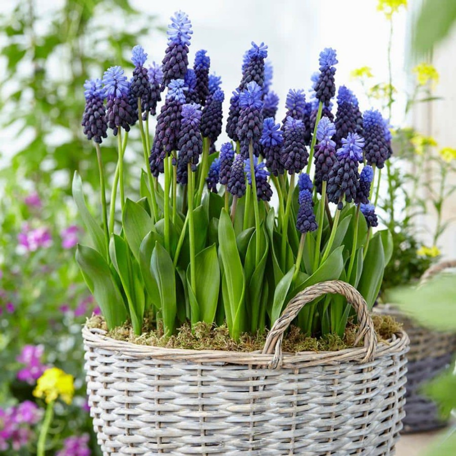 * Van Zyverden Grape Hyacinths Bulbs Multi Colored Latifolum (Set Of 25)