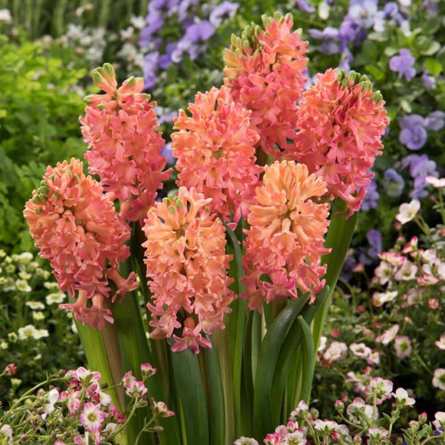 * Van Zyverden Hyacinths Sweet Invitation Bulbs (10-Pack)