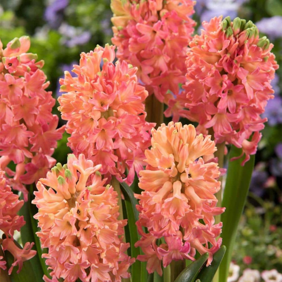 * Van Zyverden Hyacinths Sweet Invitation Bulbs (10-Pack)