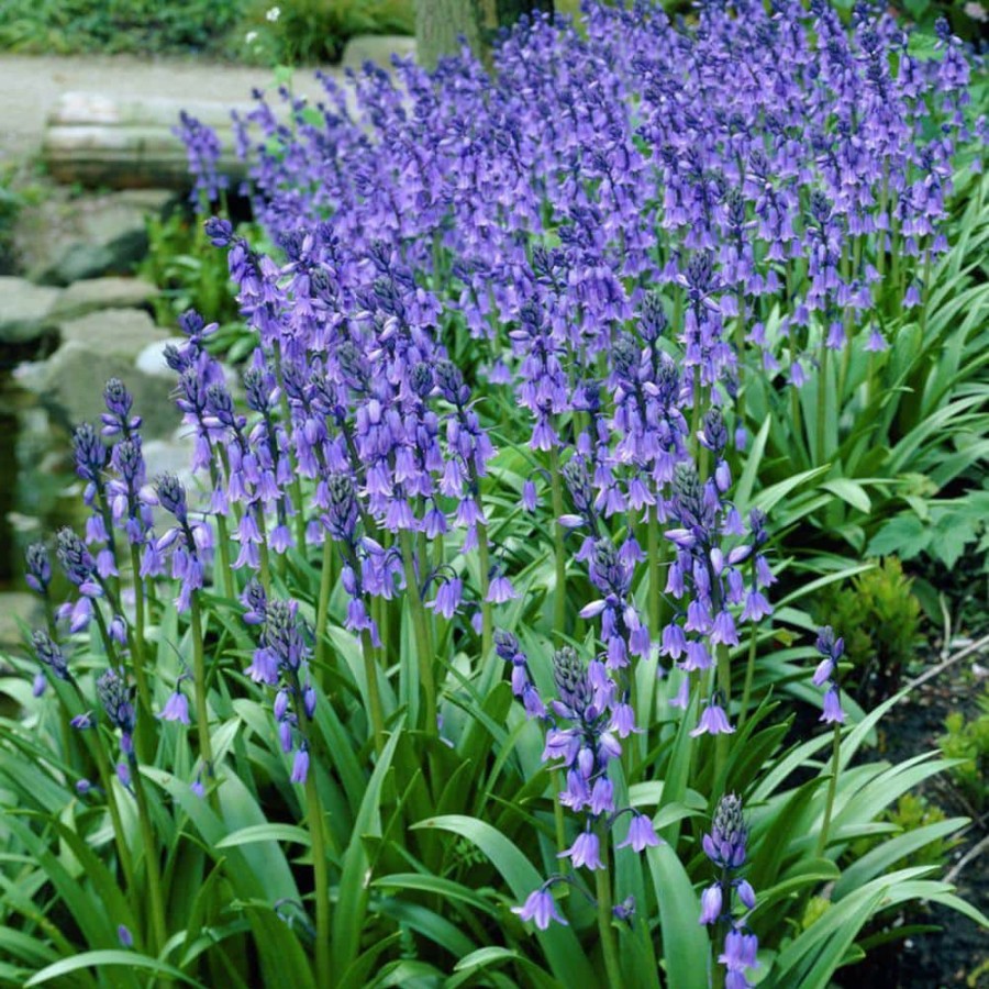 * Van Zyverden Wood Hyacinths Hispanica Blue Set Of 25 Bulbs