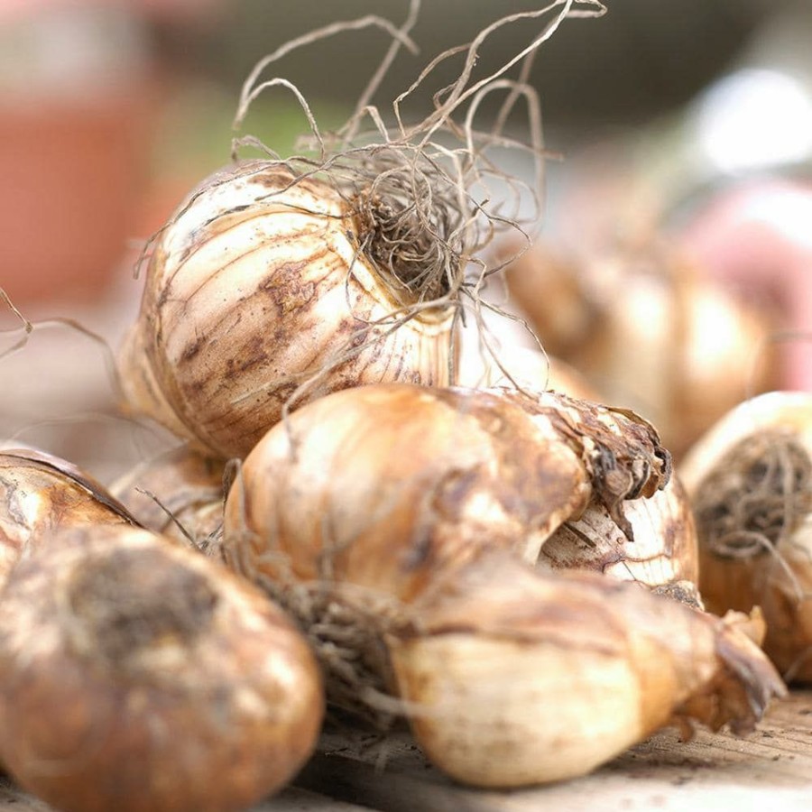 * Van Zyverden Daffodils Bulbs Kitchen Sink Mixture (Set Of 50)