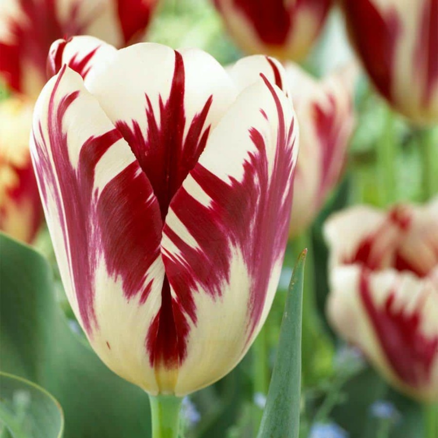 * Van Zyverden Tulips Grand Perfection Bulbs (12-Pack)