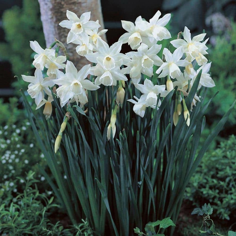 * Van Zyverden Daffodils Bulbs Thalia (Set Of 12)